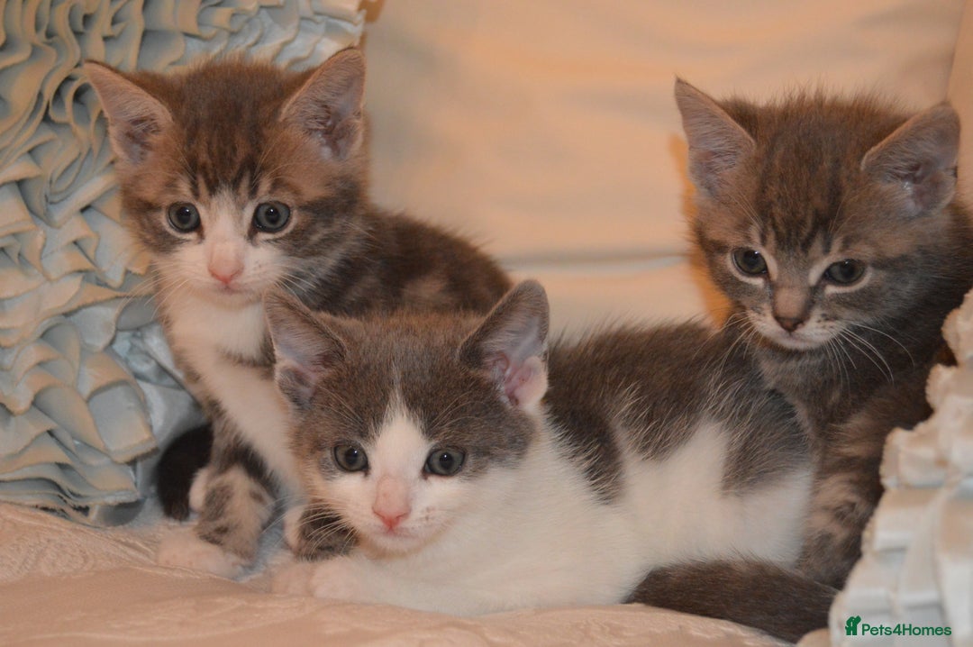 Mixed Breed cats for sale: 6 Adorable Playful Kittens for Sale - Image 26