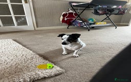 Jack Russell dogs for sale: Bonnie - Advert 6