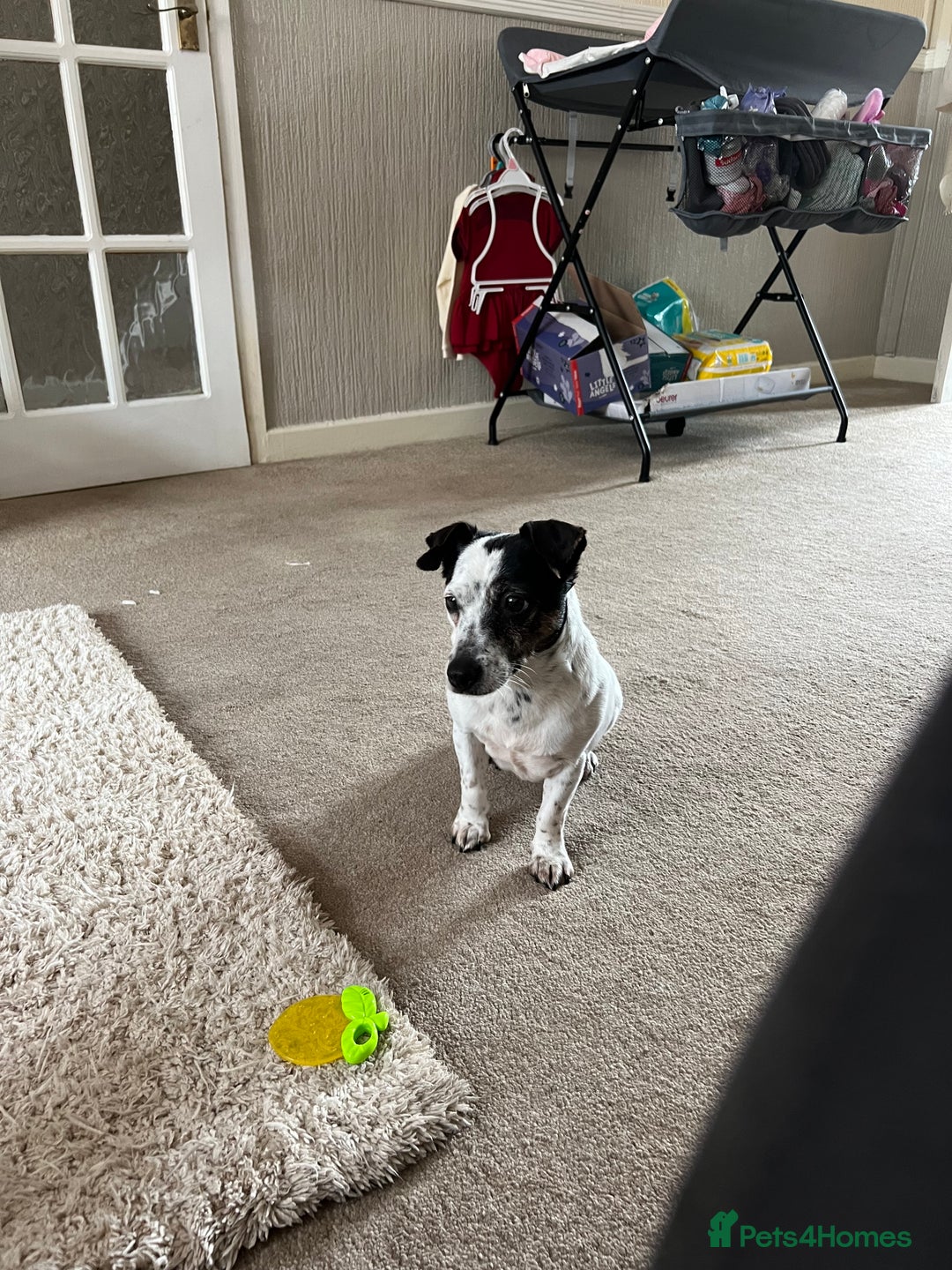 Jack Russell dogs for sale: Bonnie - Advert 6