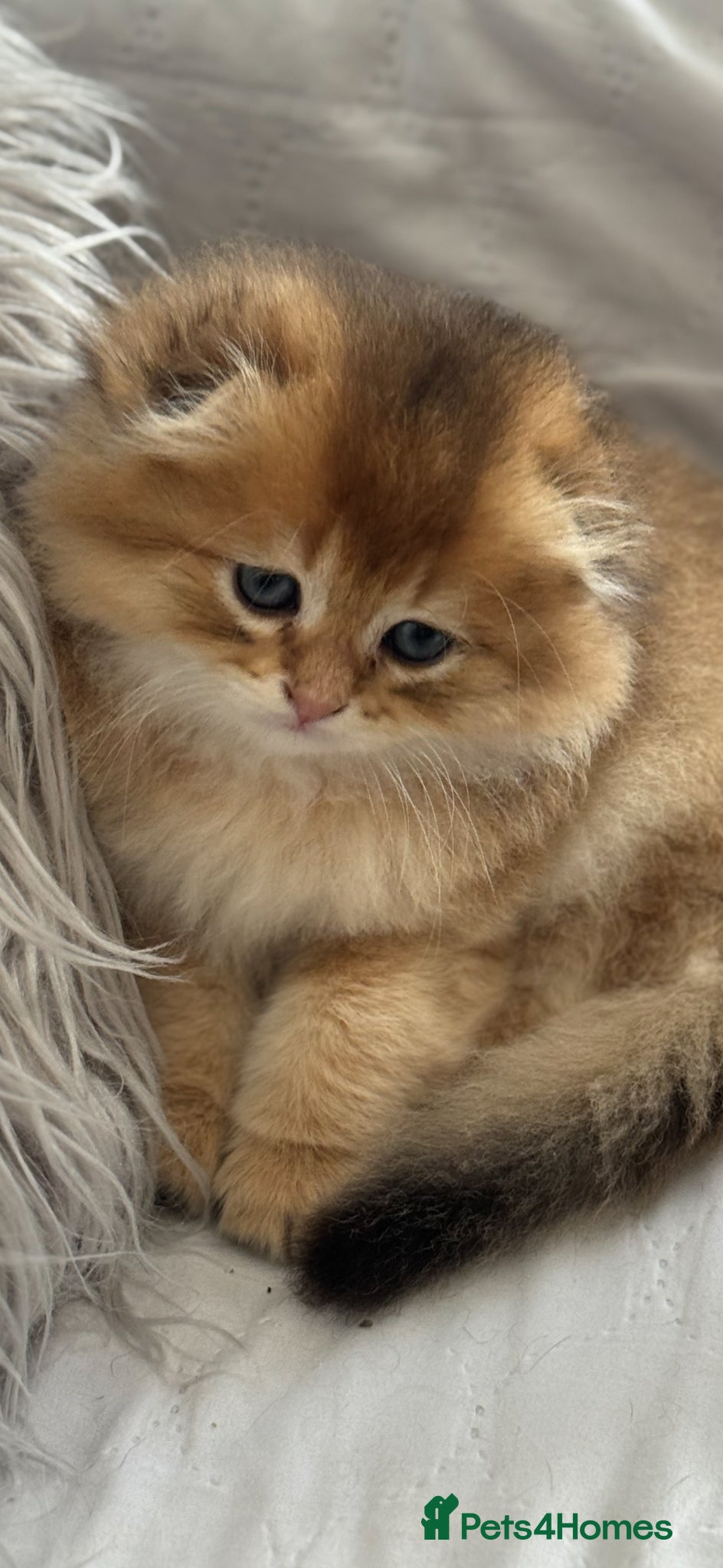 Scottish Fold Kitten 3