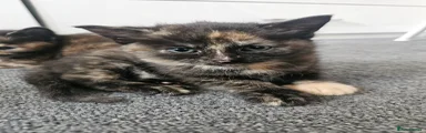 Mixed Breed Kitten 3