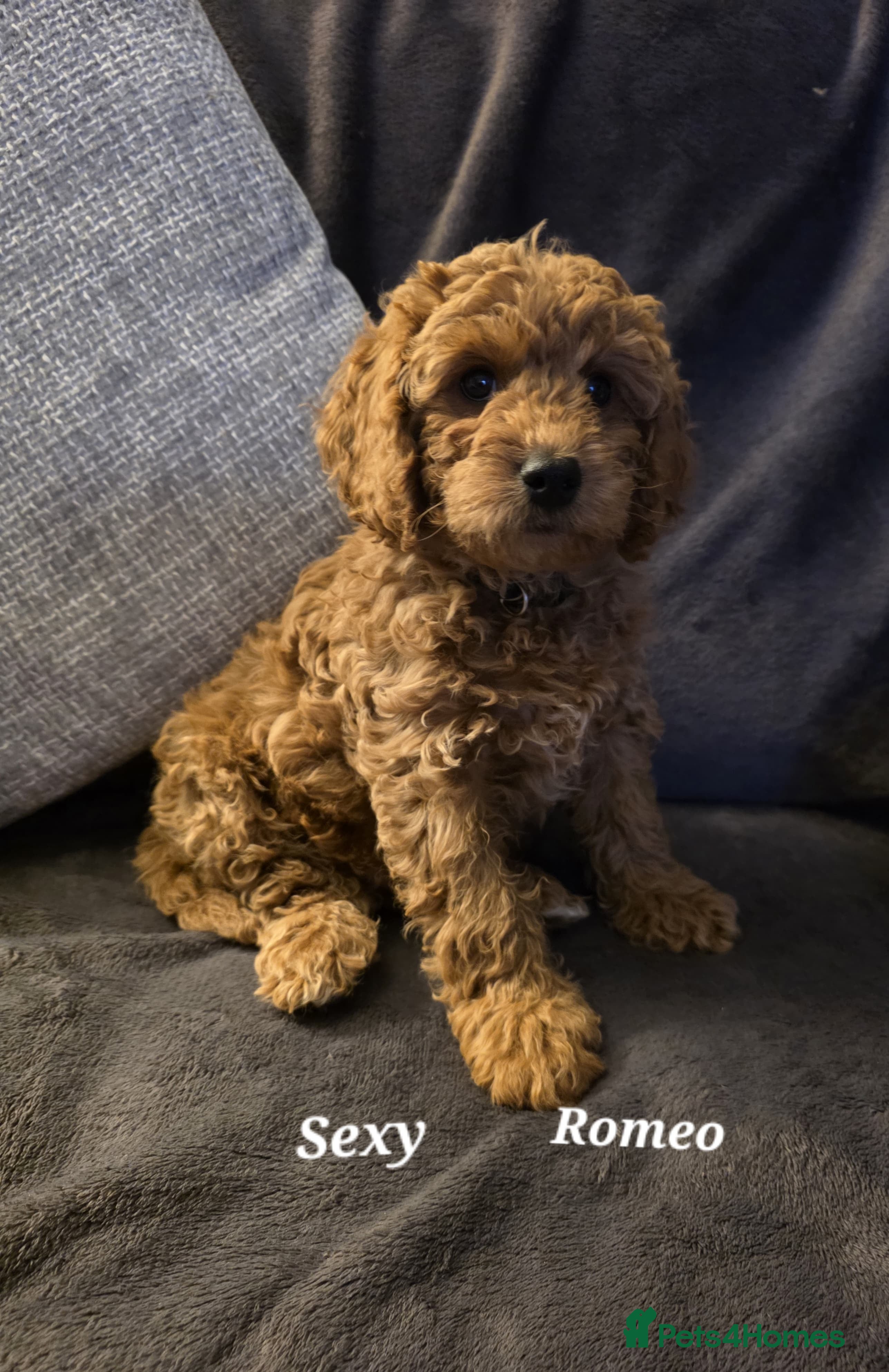 Cavapoo dogs Cavapoos Fb1 (3rd generation). READY TO LEAVE  - Advert 7