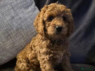 Cavapoo dogs Cavapoos Fb1 (3rd generation). READY TO LEAVE - Advert 7