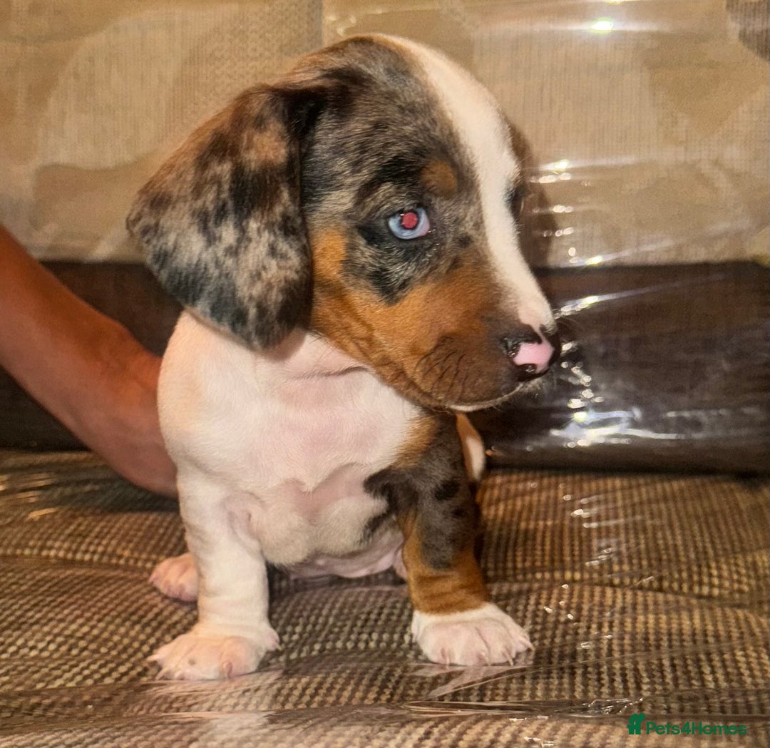 Miniature Dachshund dogs for sale: Miniature dachshund puppys - Image 4