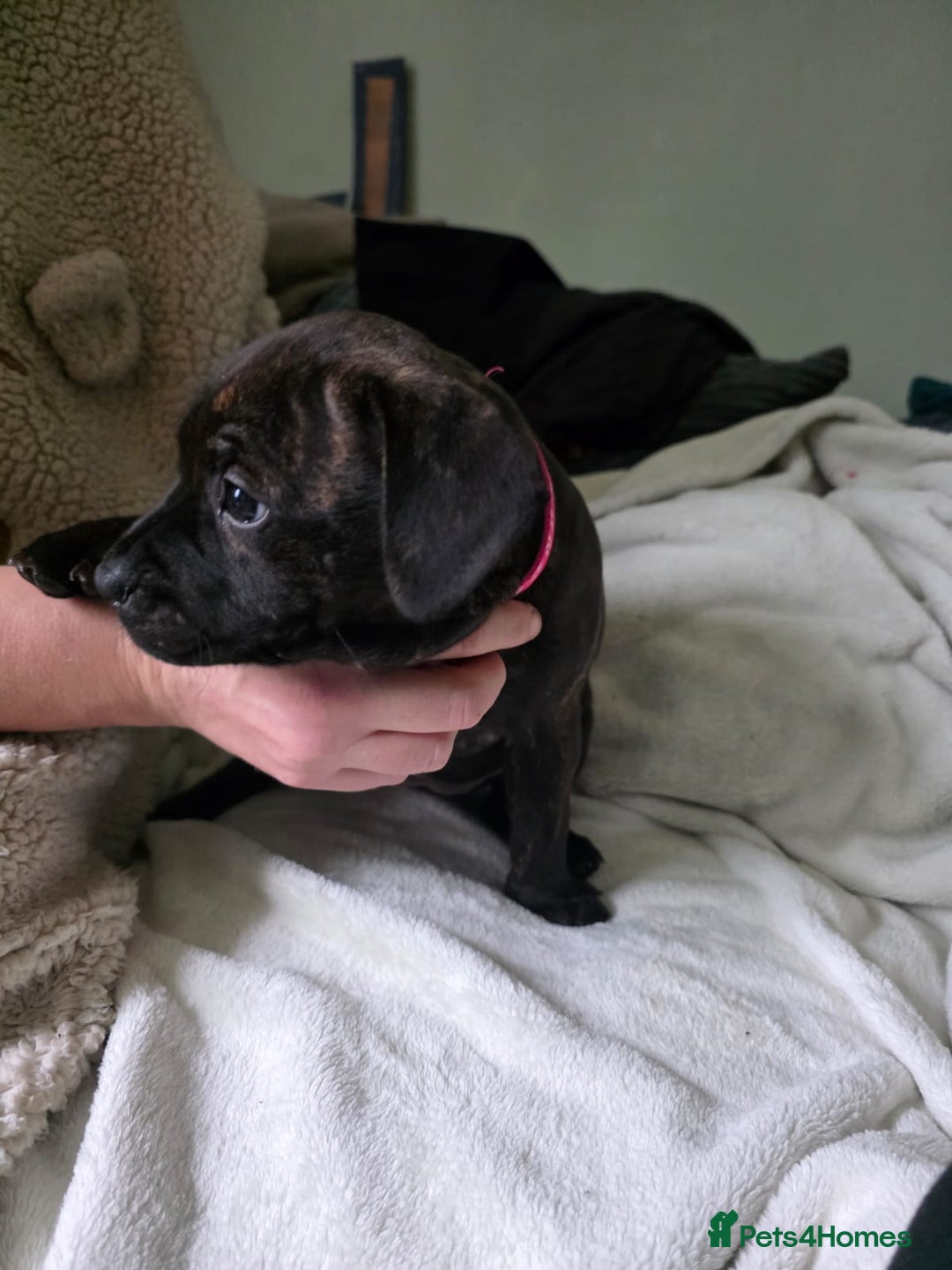 Staffordshire Bull Terrier dogs for sale: Staffordshire bull terrier puppies for sale  - Advert 3