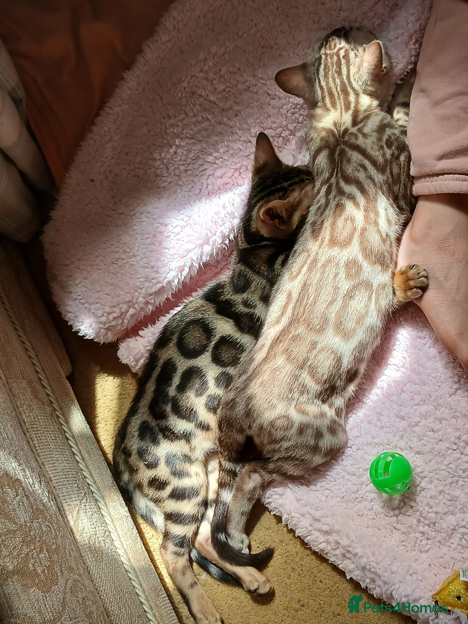 Bengal cats Family raised TICA Bengal kittens READY NOW - Advert 11