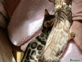 Bengal cats Family raised TICA Bengal kittens READY NOW - Advert 11