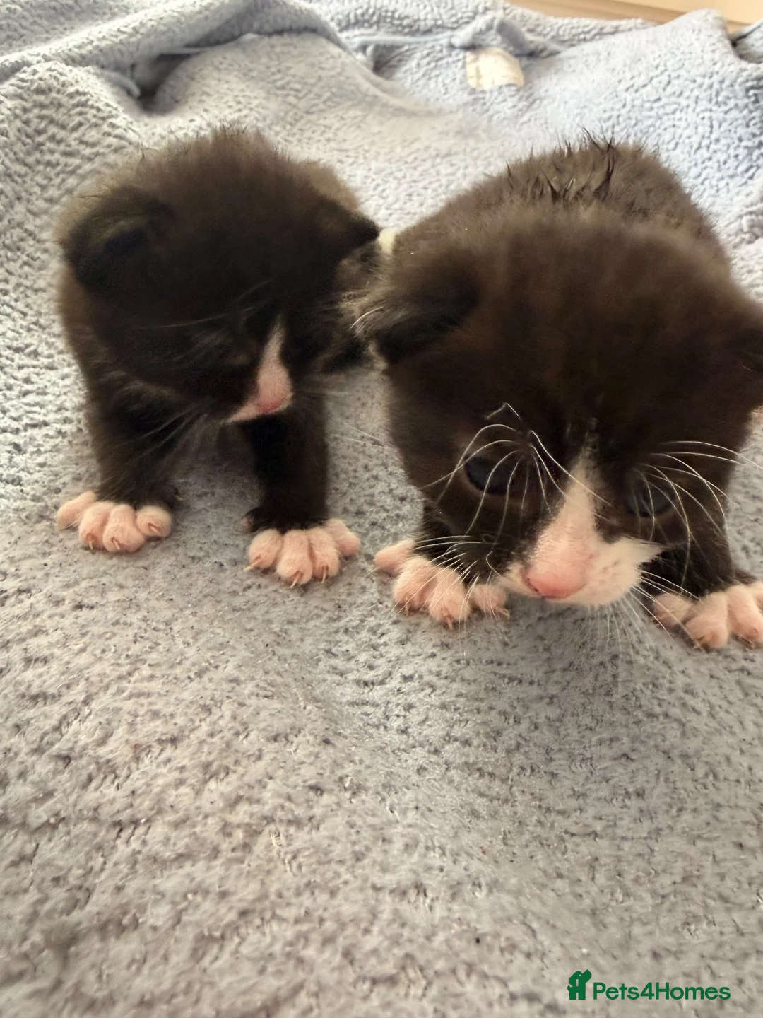 Mixed Breed cats for sale: 3 kittens looking for loving home  - Advert 2