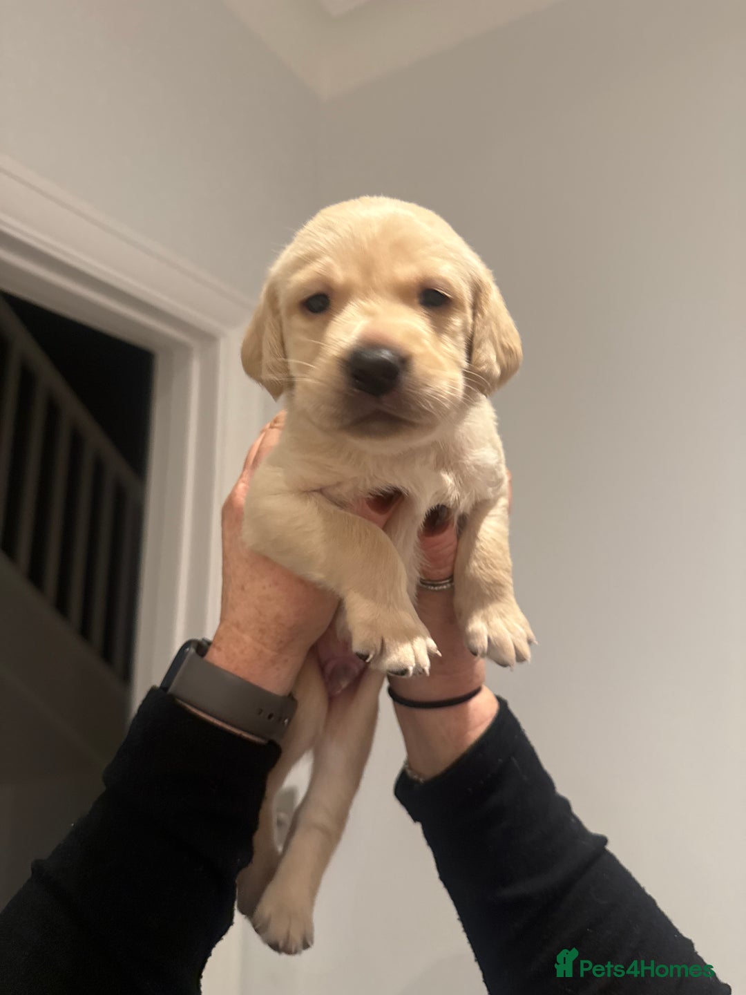 Labrador Retriever dogs for sale: Golden/Red Labrador Puppies - Due Dec 2025 - Advert 11