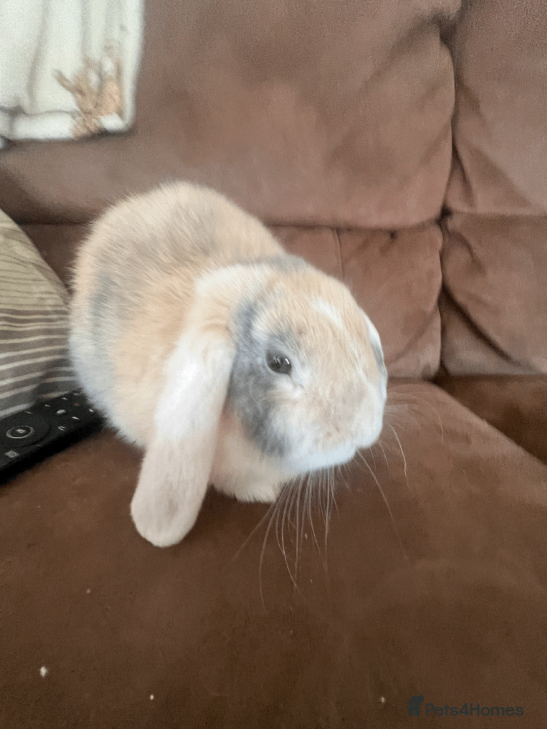 Mini Lop rabbits for sale: bunny for sale - Advert 2