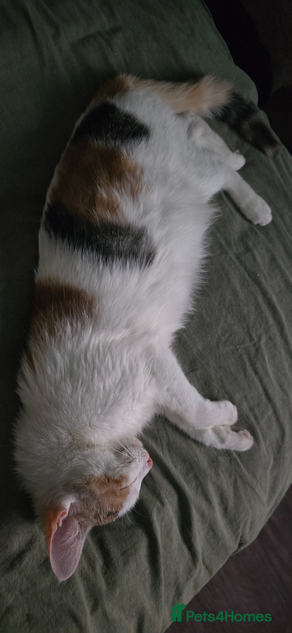 Mixed Breed cats Little fluffy balls  - Advert 1