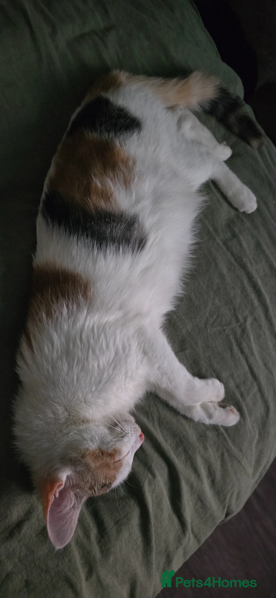 Mixed Breed cats for sale: Little fluffy balls  in Redditch - Advert 1