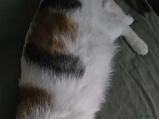 Mixed Breed cats Little fluffy balls - Advert 3