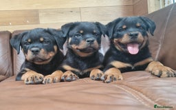 Rottweiler dogs for sale: Puppies available to good home  - Image 4