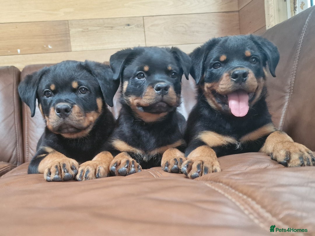 Rottweiler dogs for sale: Puppies available to good home  - Image 4