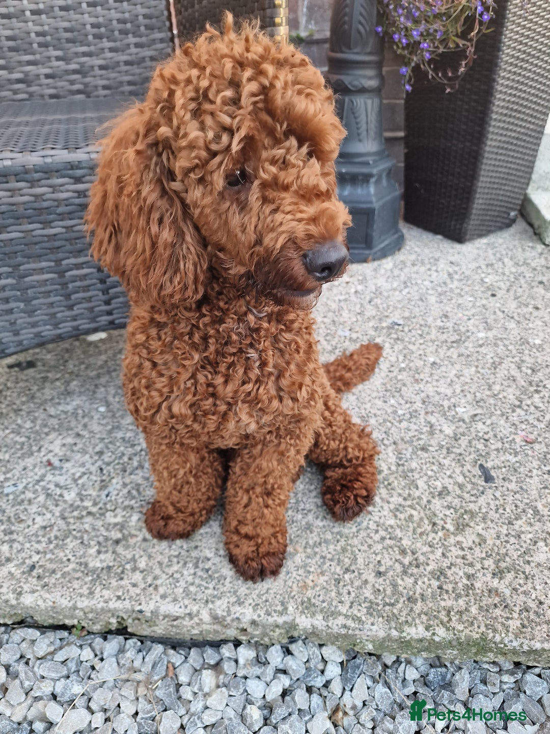 Miniature Poodle dogs for stud: Available for stud duties in Sheffield - Image 7