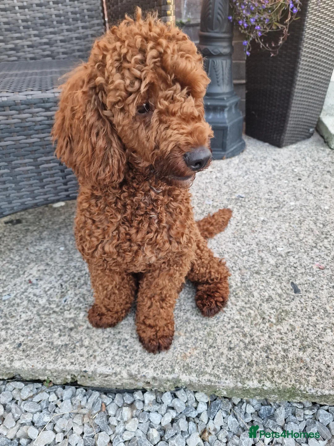 Miniature Poodle dogs for stud: Available for stud duties in Sheffield - Advert 7