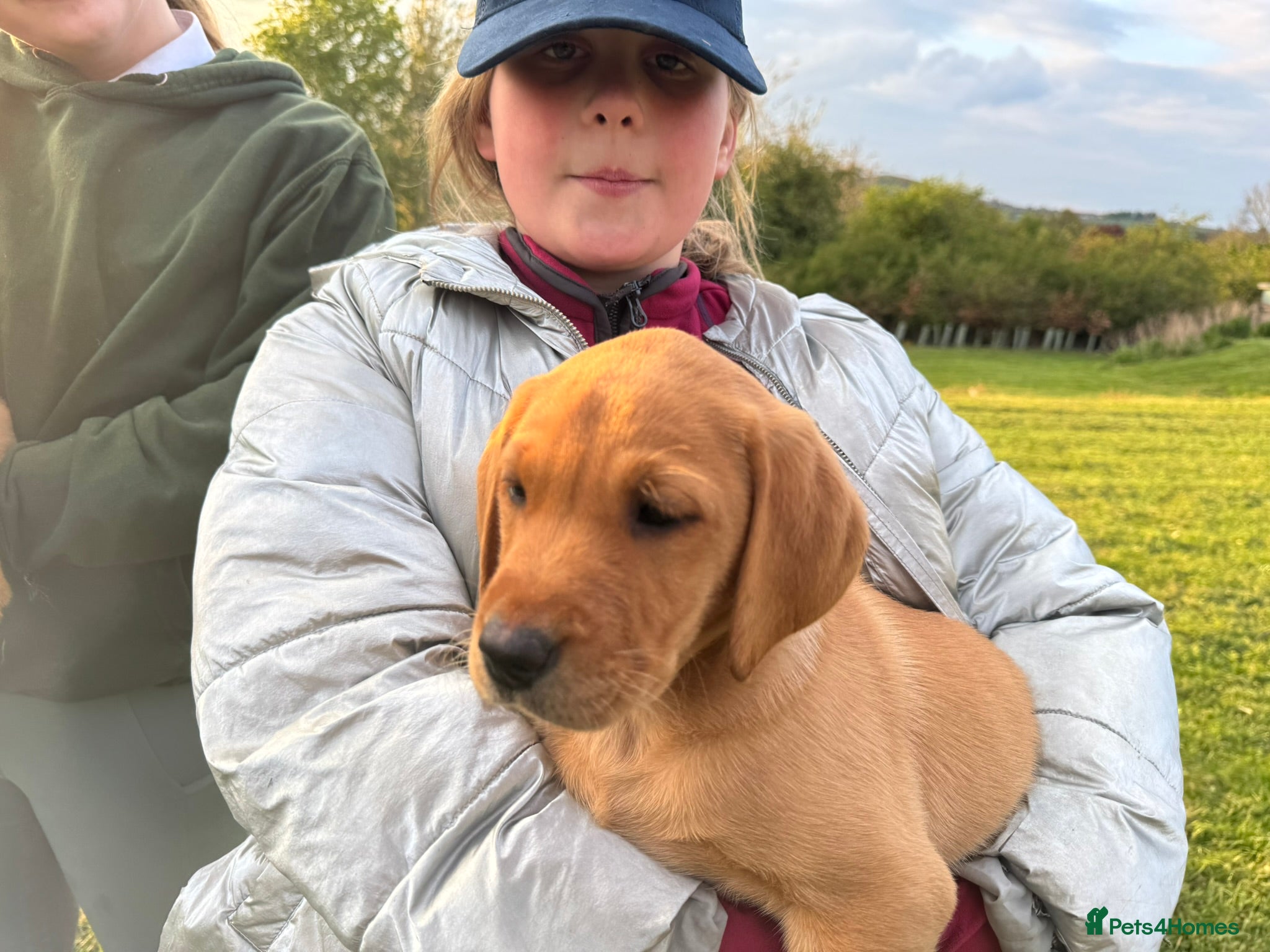 Labrador Retriever Puppy 7