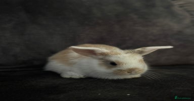 Mini Lop rabbits - Advert 10