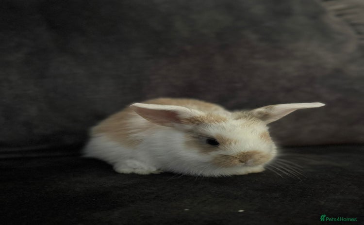Mini Lop rabbits - Advert 3