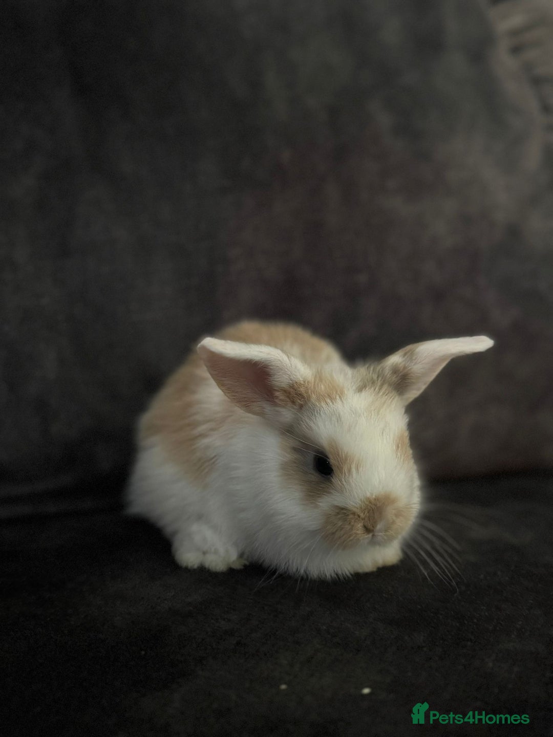 Mini Lop rabbits for sale: Mini Lops & Mini Lion Lops. Separate litters - Image 3