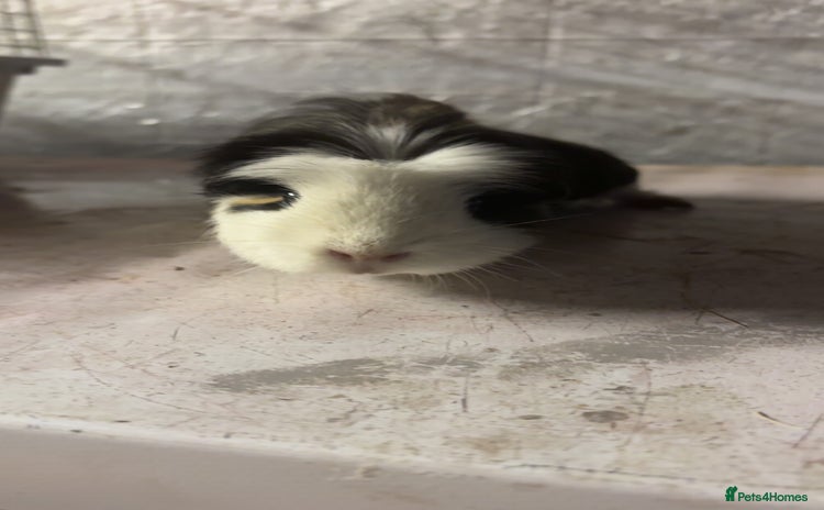Guinea Pig rodents - Advert 1