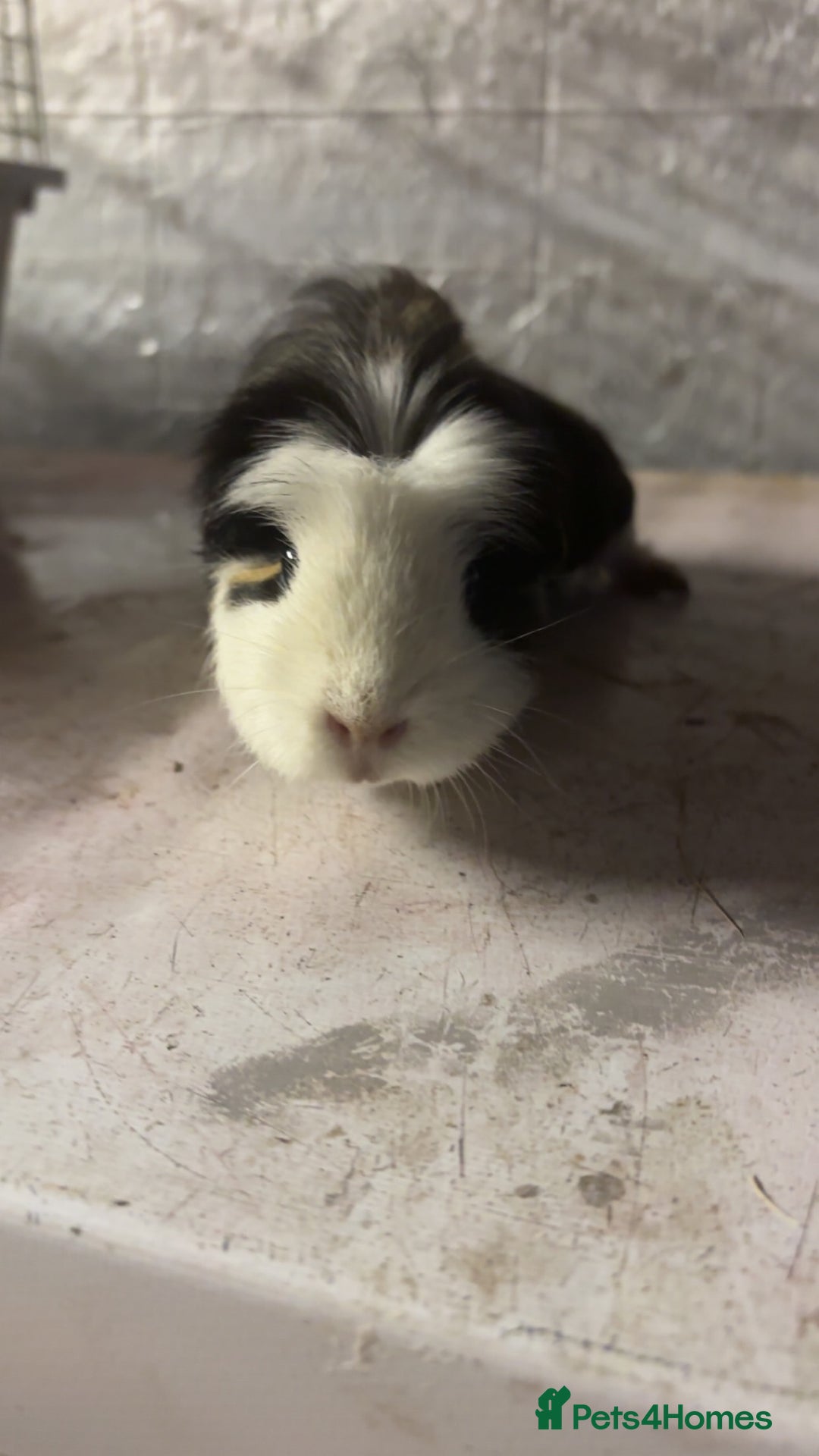 Guinea Pig rodents for sale: Female Guinea Pig - Image 1