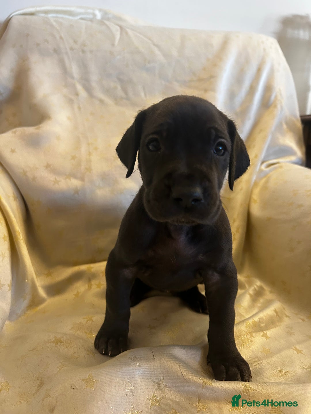 Great Dane dogs for sale: READY NOW… 3 BLACK GIRLS AVAILABLE  - Advert 16
