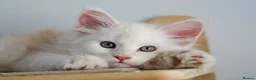 Maine Coon cats for sale: Rare Red Shaded TICA Maine Coon Kittens - Advert 15