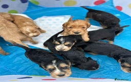 Cocker Spaniel dogs for sale: Kc registered beautiful show cocker puppies  - Image 16