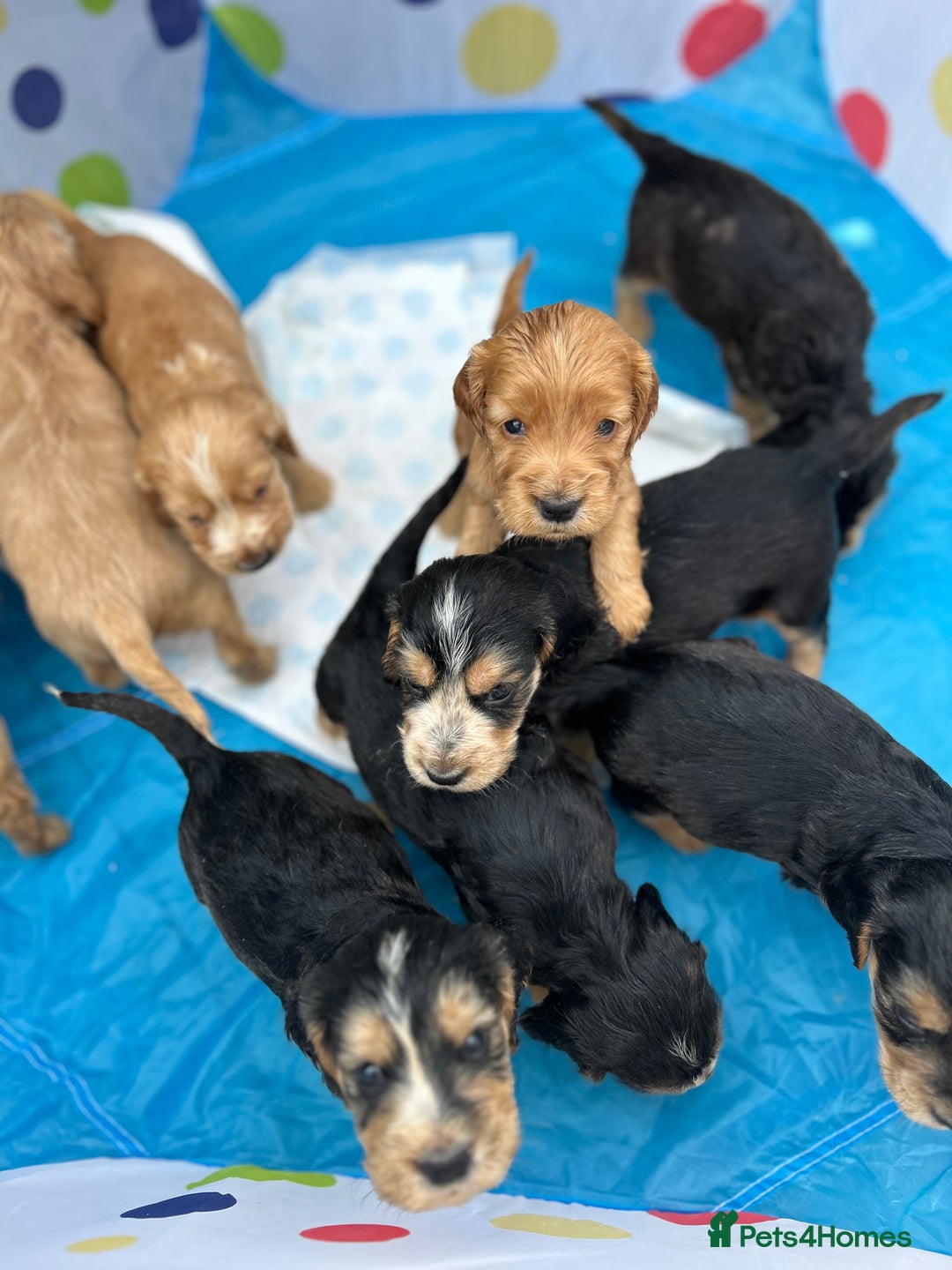 Cocker Spaniel dogs for sale: Kc registered beautiful show cocker puppies  - Image 16