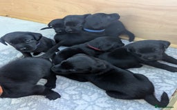 Labrador Retriever dogs for sale: 9 beautiful KC registered pedigree black lab pups - Image 2