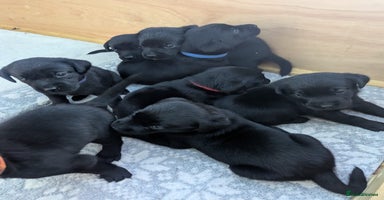 Labrador Retriever dogs - Advert 1