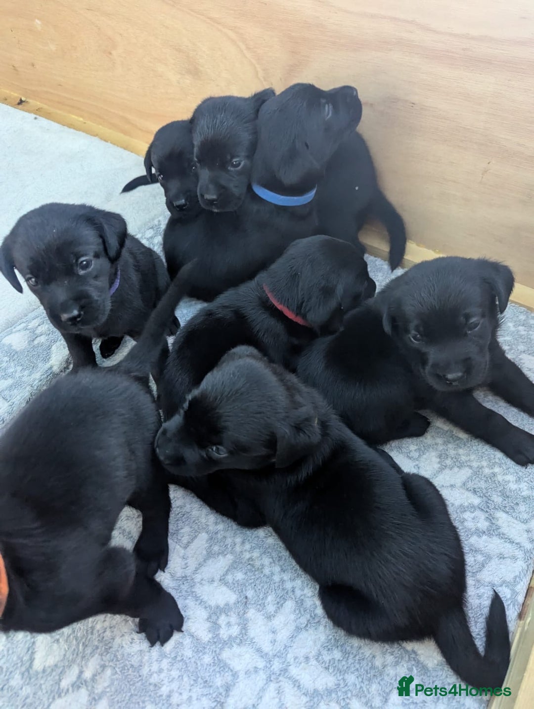 Labrador Retriever dogs for sale: 9 beautiful KC registered pedigree black lab pups - Image 2