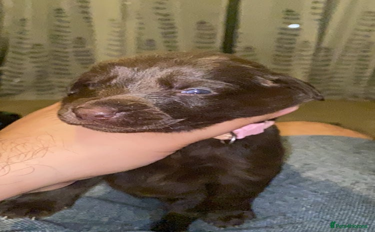 Mixed Breed dogs - Advert 12