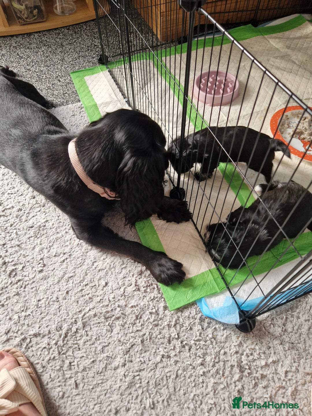 Malshi dogs for sale: Beautiful malshi puppies  - Image 16
