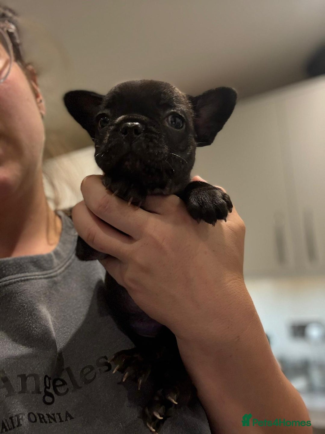 French Bulldog dogs for sale: French bulldog - Image 17