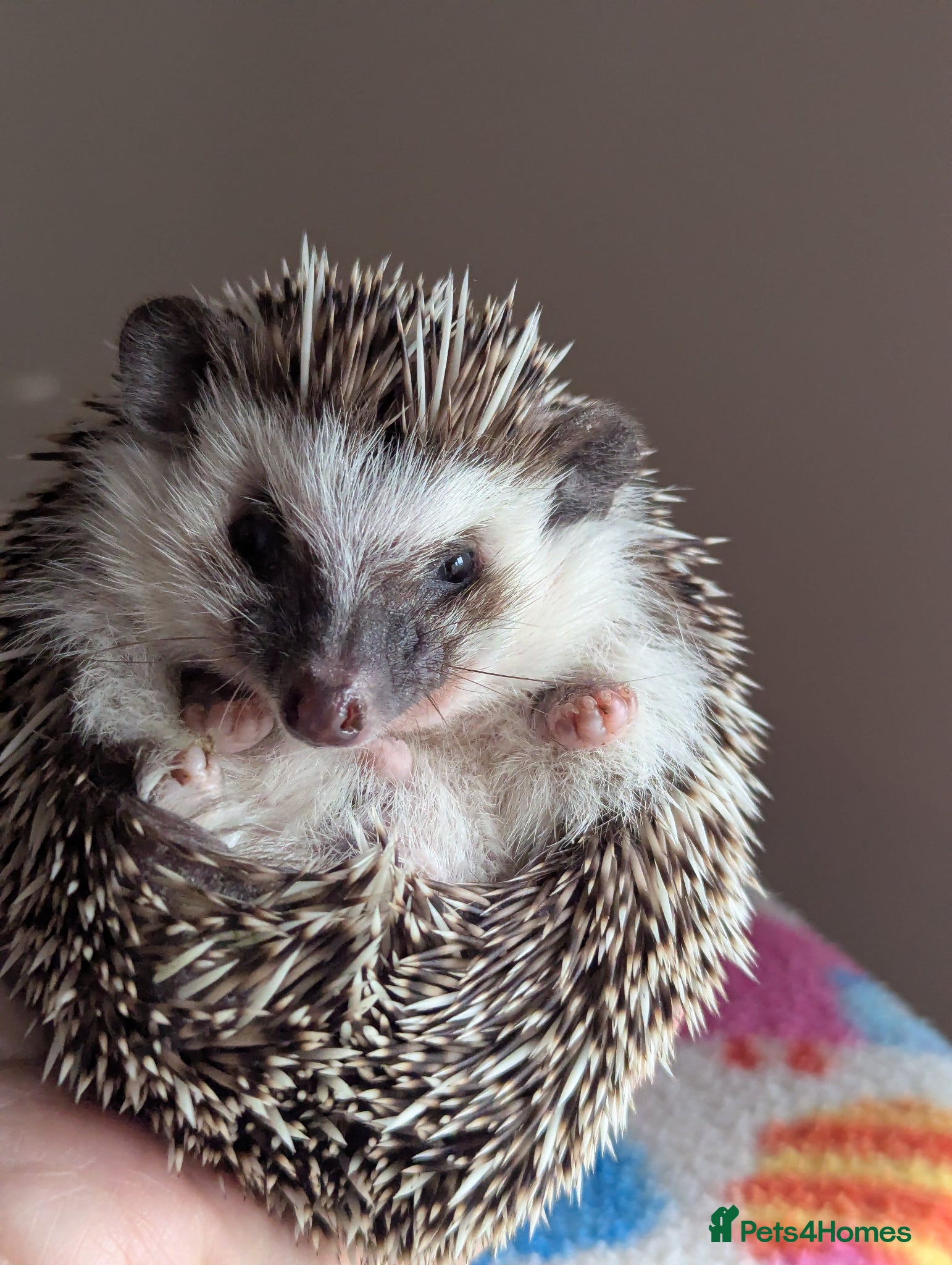 Pygmy Hedgehog rodents Stunning Hoglets Available/ Some Reduced!! - Advert 2