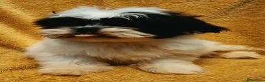 Shih Tzu 3