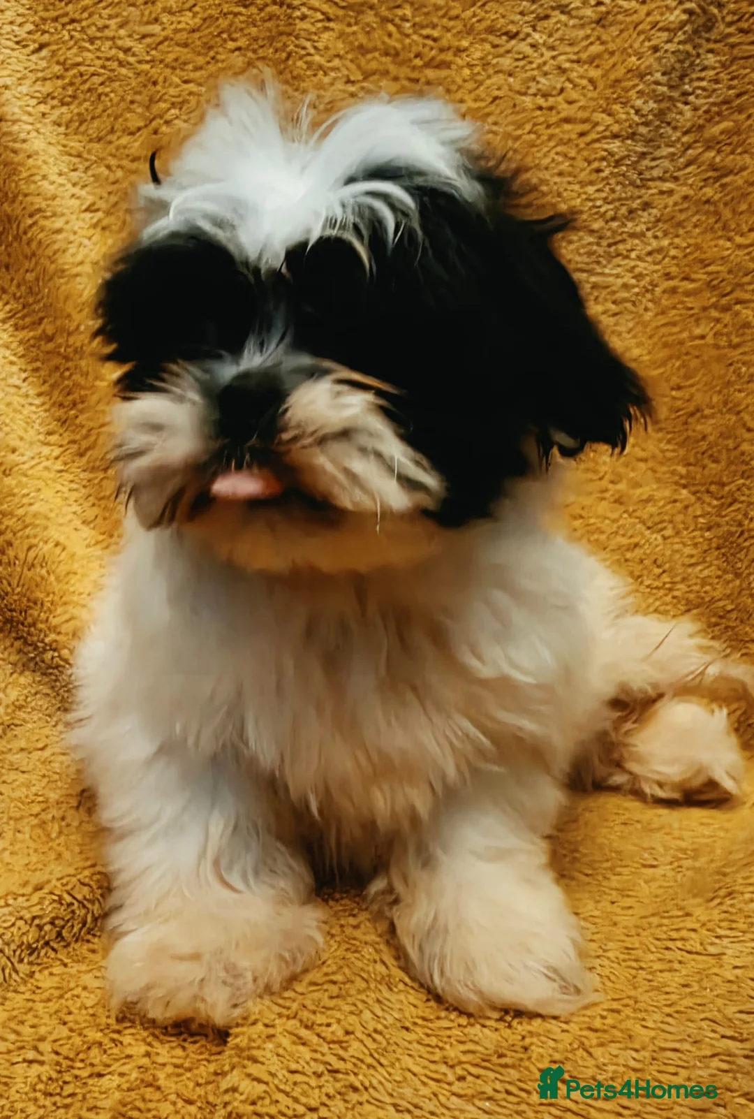 Shih Tzu dogs for sale: Adorable Shi Tzu puppies. in Manchester - Advert 2