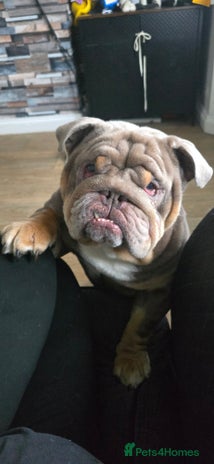 English Bulldog dogs - Advert 1