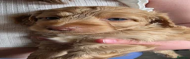 Cockapoo 2