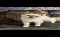 Ragdoll cats for sale: Kittens for sale - Image 3