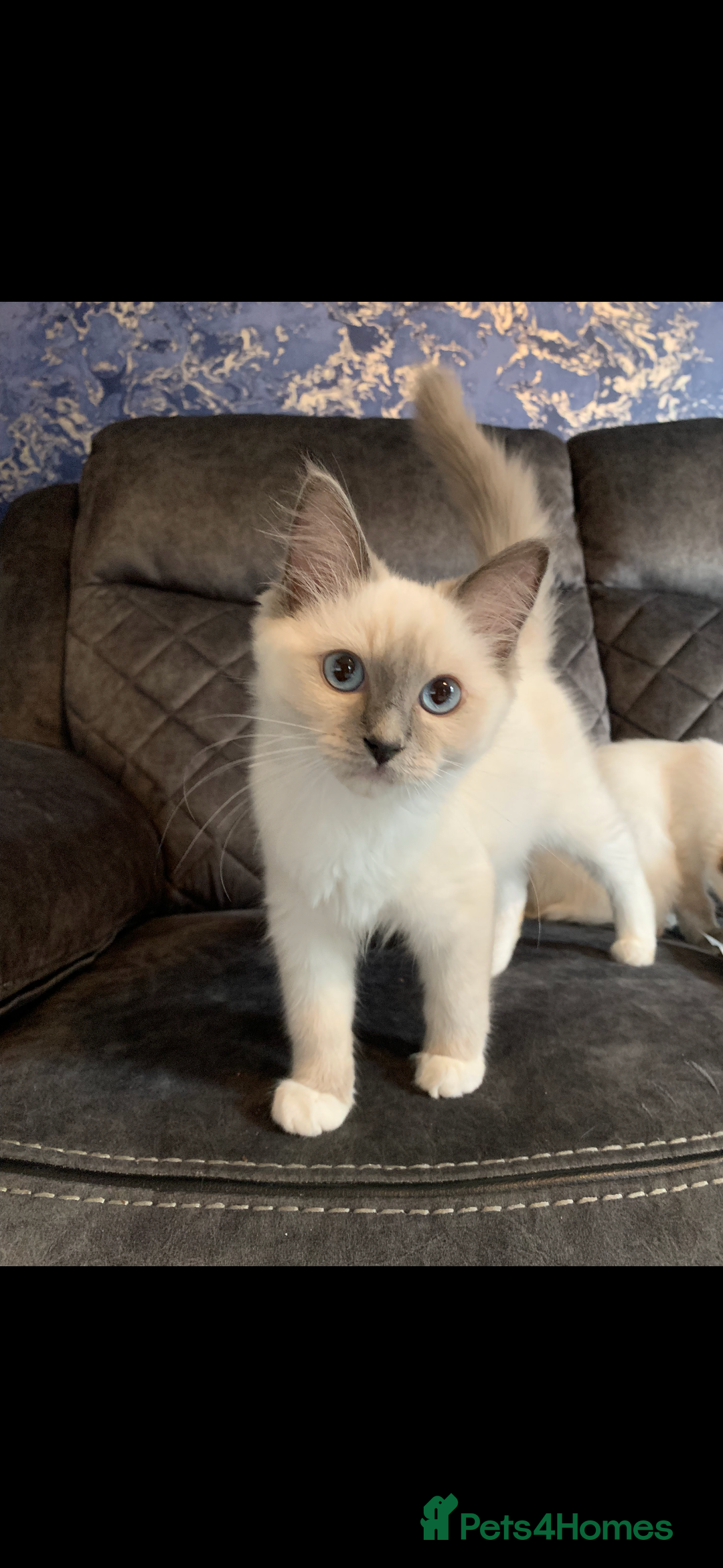 Ragdoll cats for sale: Kittens for sale - Image 3