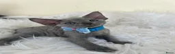 Devon Rex cats for sale: Affectionate Devon Rex kittens - Advert 9