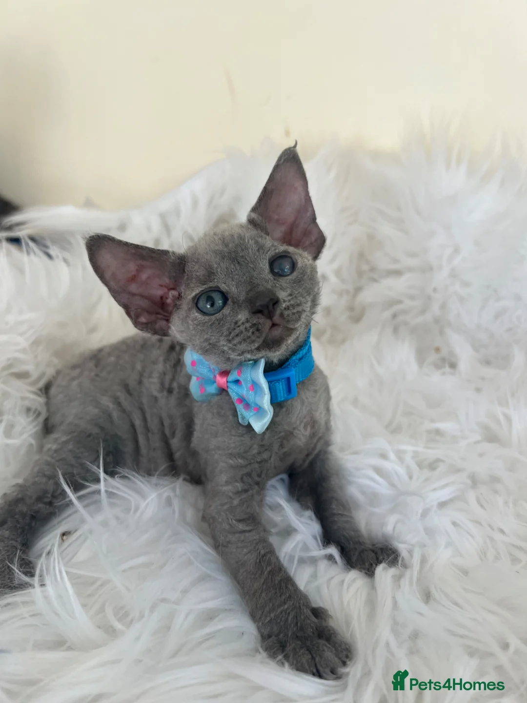 Devon Rex cats for sale: Affectionate Devon Rex kittens - Advert 37