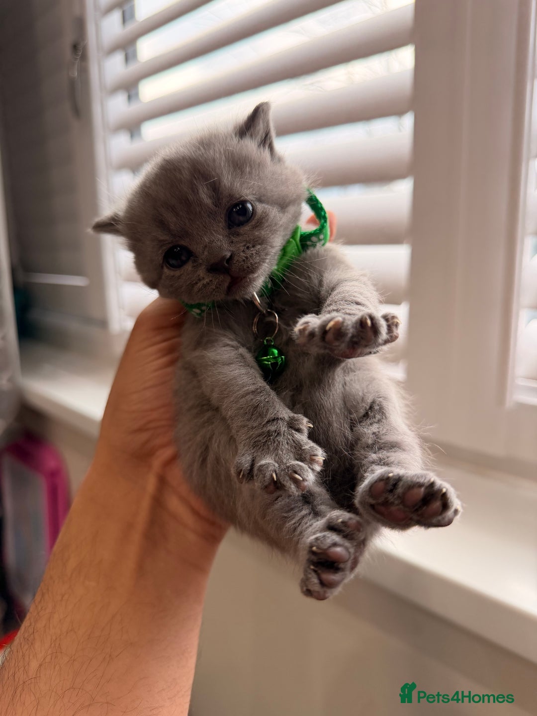 British Shorthair cats for sale: Beautiful big British Shorthair Kittens - Advert 27