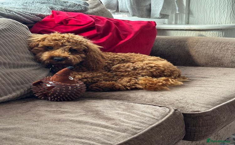 Cavapoo dogs - Advert 3
