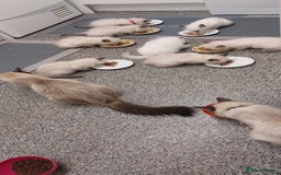 Ragdoll cats for sale: 5 beautiful ragdoll kittens ready to leave now - Image 3