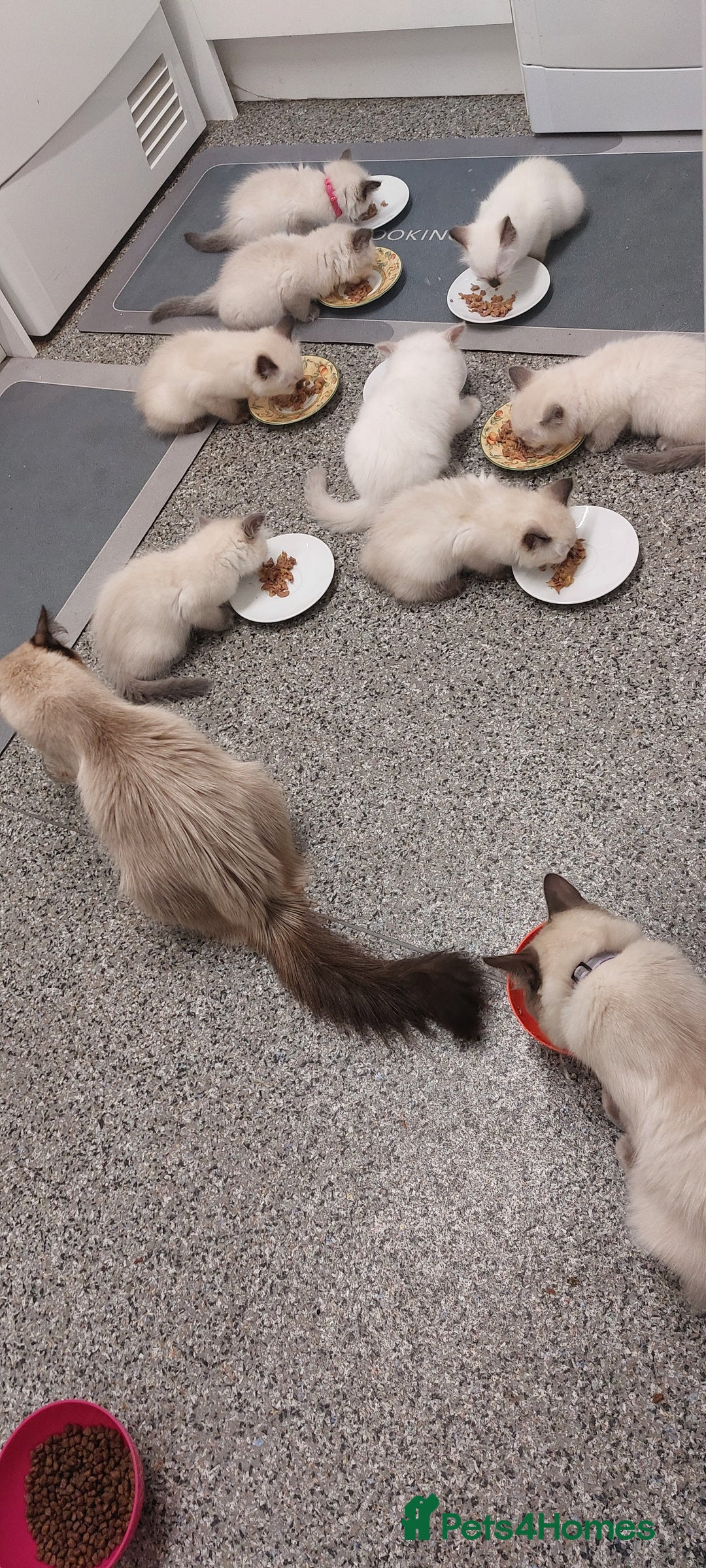 Ragdoll cats for sale: 5 beautiful ragdoll kittens ready to leave now - Image 3